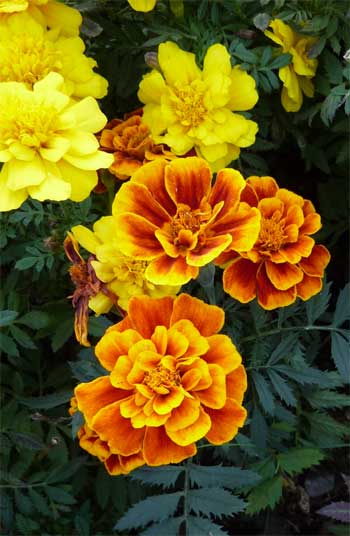 Lutein Extract from Marigold Flowers